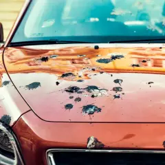 Vogelkot entfernen hausmittel: Die Motorhaube eines orangefarbenen Autos ist mit vielen dunklen Flecken übersät.