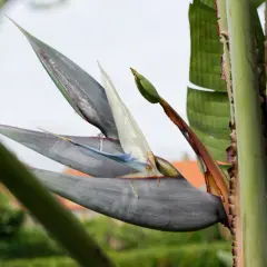 En Strelitzia Nicolai, även kallad paradisfågelblomma, med sina grågröna blad och vita blommor, reser sig mot en ljus himmel.