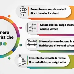 Le caratteristiche del Pinot nero: grande varietà, colore rubino, acidità vivace, predilige terreni calcarei e invecchiamento in rovere.