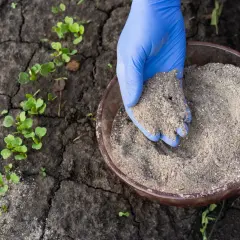 Ręka w niebieskiej rękawiczce nabiera mączkę rogową z miseczki, by zasilić młode rośliny rosnące na spękanej ziemi.