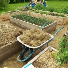 Wózek z materiałem do ściółkowania obok grządek z cebulą i innymi warzywami. Trwa uprawa warzyw.