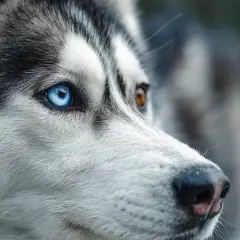 Un husky aux yeux vairons, l'un bleu, l'autre marron, semble observer l'obscurité. Les chiens voient-ils dans le noir ?