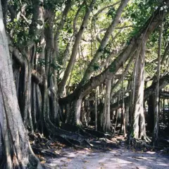 Imponujący, rozłożysty **ficus benghalensis** z licznymi korzeniami powietrznymi tworzącymi gęsty las.