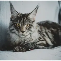 Duży, pręgowany kot Maine Coon leży na kanapie obok telefonu. Zastanawiasz się, jak długo rośnie kot tej rasy?