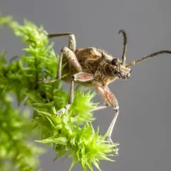 Insetto su muschio verde, un dettaglio che potrebbe suggerire come tenere lontano le cimici.