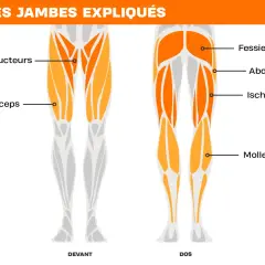 Schéma des muscles des jambes, avant et arrière. Met en évidence les quadriceps, fessiers, adducteurs, ischio-jambiers et mollets pour un bon exercice.