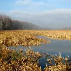 Mglisty poranek nad wodami Kozłowej Góry. Sucha trawa otacza spokojną taflę wody, w oddali las.