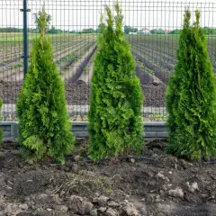 Rząd zielonych tuj przy płocie, gotowych do przesadzania. Wskazówki jak przesadzać tuje, by pięknie rosły.