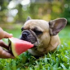 Francuski buldog chętnie je arbuza, pokazując jakie owoce mogą jeść psy. Soczysty kawałek owocu w dłoni człowieka.