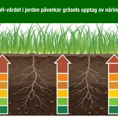 Gräsrötter i jord med varierande pH-värden. Pilarna visar hur näringsupptaget påverkas, från dåligt i sur jord till bra i kalkrik jord.