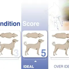 Évaluation du **score corporel chien** : illustrations montrant des chiens de 1 à 9, de maigres à obèses, pour évaluer leur condition physique.
