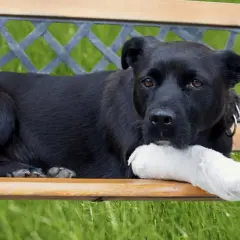 Perro negro con pata vendada, descansando en un banco. Quizás necesite una dosis de nolotil para perros.