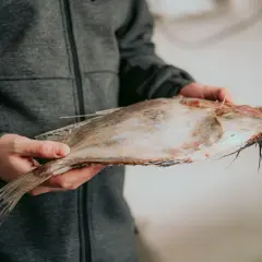 Persona sujetando un pescado plano y fresco con aletas visibles.