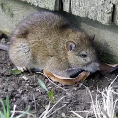 Jak szybko rozmnażają się szczury? Liczby, które szokują!