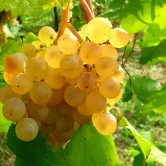 Grappoli dorati di albana di romagna maturi al sole, pronti per un vino dolce e profumato.