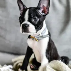 Uroczy boston terrier blue siedzi na kanapie, otulony kocem.
