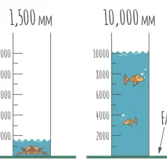 Dwa słupki z podziałką. Po lewej, przy 1500 mm, krab w wodzie. Po prawej, przy 10000 mm, ryby w wodzie. Czy softshell jest nieprzemakalny?