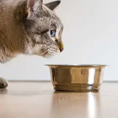 Un chat aux yeux bleus examine la quantité croquette chat dans sa gamelle.