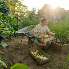 Frau erntet Gemüse im Garten. Sie sortiert Tomaten, Kohl und Paprika. Ein guter Zeitpunkt, um zu überlegen, was man im Mai pflanzen kann.