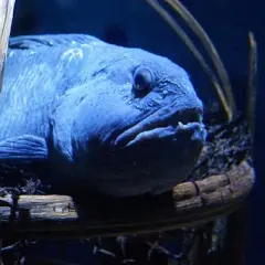 Ceny biletów do Oceanarium Stralsund – uniknij kolejek i oszczędzaj