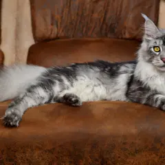 Majestatyczny maine coon o srebrzystym futrze i bursztynowych oczach, uosobienie łagodności i dumy.