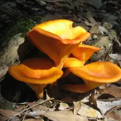 Grupo de setas de olivo anaranjadas, con sus láminas bien definidas, emergiendo entre hojas secas y musgo en un bosque.