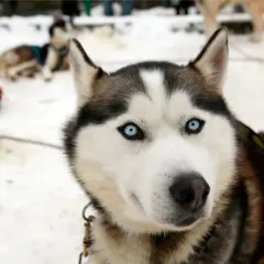 Husky z Bieszczad gotowy na szlaki. Jego niebieskie oczy patrzą wprost, czekając na przygodę.