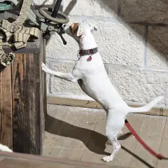 Biały piesek wchodzi na drewnianą skrzynię, badając nosem tajemniczy przedmiot. Idealny moment, by zacząć przygodę z nosework!