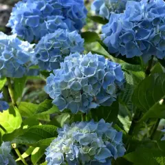 Plantas que no necesitan sol directo: el secreto para un jardín en sombra