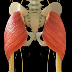 Der musculus gluteus maximus, der größte Gesäßmuskel, ist hier mit Nerven und Beckenknochen dargestellt.