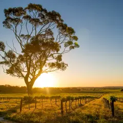 Sonnenuntergang über Weinbergen in Barossa Valley, Australien. Ein alter Baum steht im Vordergrund.