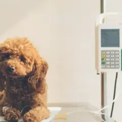 Brązowy pudel leży pod kroplówką, otrzymując leczenie. Weterynarz podaje nifuroksazyd dla psa, by pomóc mu wrócić do zdrowia.