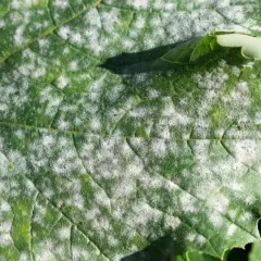 Hoja verde con manchas blancas polvorientas, indicativo de enfermedades de las plantas como el oídio.