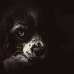 Portret psa z wyrazistymi oczami w półmroku.
