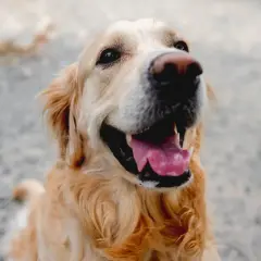 Uśmiechnięty golden retriever. Czy 12 lat psa to ile ludzkich? Ten psiak wygląda na szczęśliwego w każdym wieku.