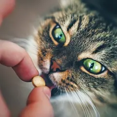 Eine Hand gibt einer Katze mit grünen Augen eine Tablette.