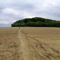 Dzieci idą ścieżką przez puste pole w kierunku zalesionego wzgórza, zwanego Górą Dorotka.