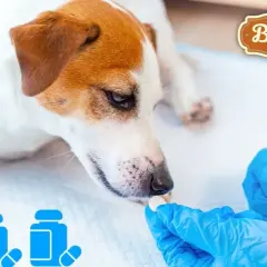 Objawy odrobaczania psa: co powinieneś wiedzieć o skutkach ubocznych