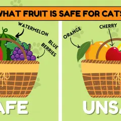 Safe fruits for cats include apples, watermelon, and blueberries. Unsafe fruits are oranges, cherries, and lemons.