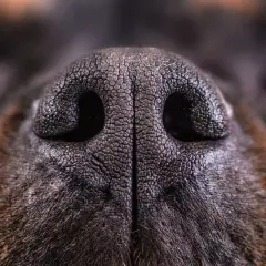 Nahaufnahme der trockenen Nase eines Hundes, die feinen Rillen und die dunkle Farbe sind gut sichtbar.