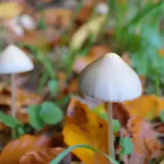 Dwa małe, białe grzyby na tle jesiennych liści i zielonej trawy.