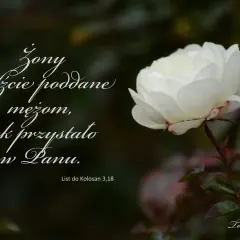 Biała róża i cytaty z Biblii: "Żony bądźcie poddane mężom, jak przystało w Panu." List do Kolosan 3,18.
