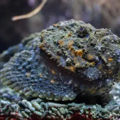Un pez piedra, camuflado entre las rocas del fondo marino, parece una roca más. Podría ser un habitante de las costas de España.