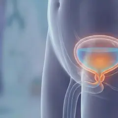 Illustrazione anatomica della vescica piena, con accenni a possibili rimedi naturali per svuotare la vescica.