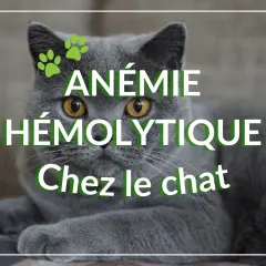 Un chat gris aux yeux jaunes regarde fixement, avec le texte "ANÉMIE HÉMOLYTIQUE Chez le chat" superposé.