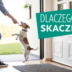 Chcesz wiedzieć, jak oduczyć psa skakania? Ten energiczny piesek czeka na smakołyk, ale jego właścicielka pracuje nad tym, by przestał skakać.