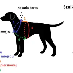 Jak zmierzyć psa do kagańca? Przewodnik po idealnym dopasowaniu