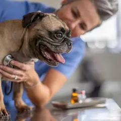 Veterinario examina a un perro pug que respira rápido. El veterinario usa un estetoscopio para escuchar su corazón.