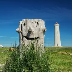 Uśmiechnięty pień drzewa z latarnią morską w tle. Co to jest fotografia? To uroczy widok na tle błękitnego nieba.