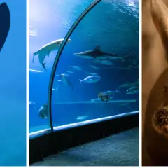 Oceanarium w Wiedniu: Fascynujące atrakcje i ciekawe zwierzęta